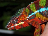 Male Panther Chameleon