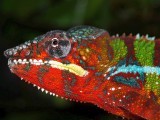 Male Panther Chameleon