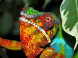 Male Panther Chameleon