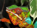 Male Panther Chameleon