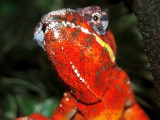 Male Panther Chameleon