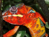 Male Panther Chameleon