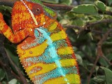 Male Panther Chameleon