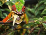 Male Panther Chameleon