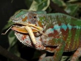 Male Panther Chameleon