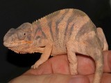 Female Panther Chameleon