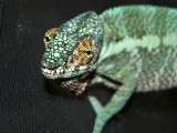 Male Panther Chameleon