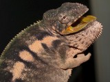 Female Panther Chameleon