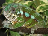 Male Panther Chameleon