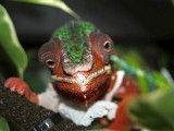 Male Panther Chameleon