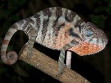 Female Panther Chameleon