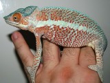 Male Panther Chameleon