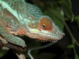 Male Panther Chameleon