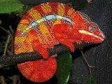 Male Panther Chameleon