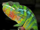 Male Panther Chameleon