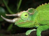 Jacksons Chameleon