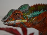 Male panther chameleon