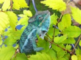 Young Male Panther Chameleon.