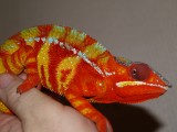 Male Panther Chameleon