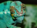 Male Panther Chameleon