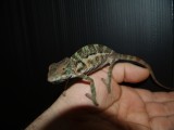 Female Panther Chameleon