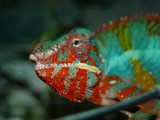 Male Panther Chameleon