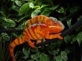 Male Panther Chameleon.