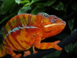 Male Panther Chameleon