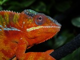 Male Panther Chameleon