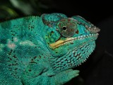 Male Panther Chameleon.