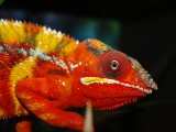 Male Panther Chameleon