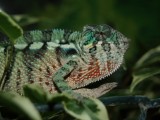 Male Ambanja panther chameleon