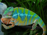 Male panther chameleon.