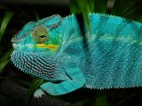 Male panther chameleon