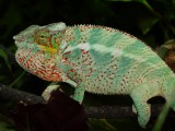 Male panther chameleon