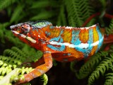 Male Panther Chameleon