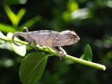 Baby Panther Chameleon