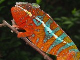 Male panther Chameleon