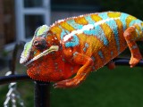 Male Panther Chameleon