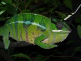 Male Panther Chameleon