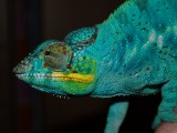 Male Panther Chameleon