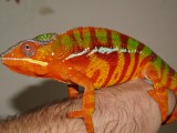 Male Panther Chameleon