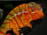 Male panther chameleon