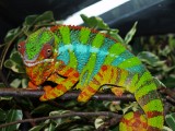 Male Panther Chameleon