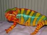 Male Panther Chameleon.