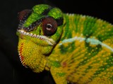 Male panther chameleon