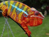 Male Panther Chameleon