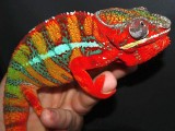 Male Panther Chameleon