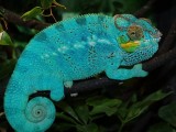 Male Panther Chameleon