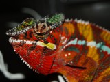 Male Panther chameleon